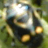 Клоп рапсовый - Euredeme oleracea
